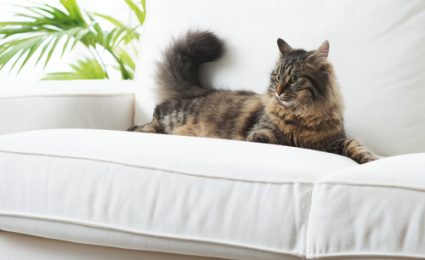 pet-friendly furniture fabric options